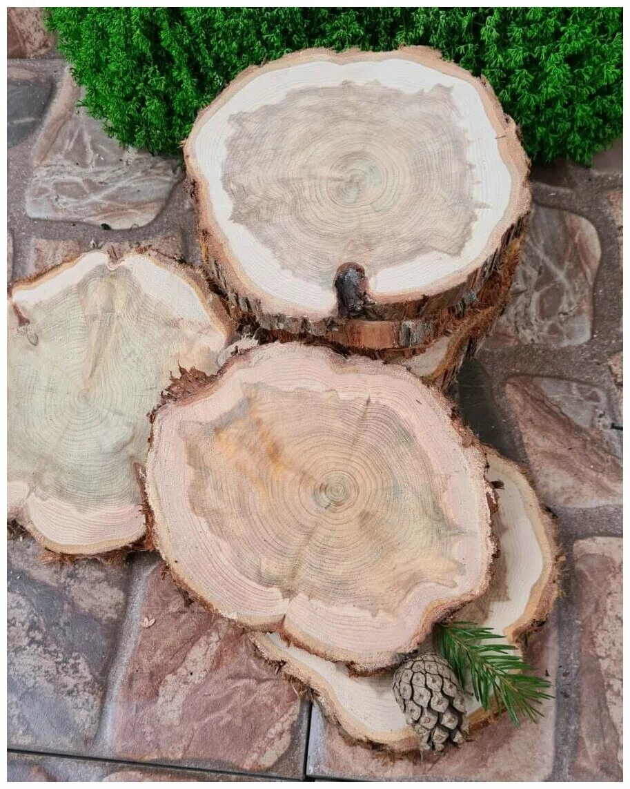 можжевеловые спилы. спил можжевельника. можжевеловые спилы. срез можжевельника. торцевые спилы можжевельника.