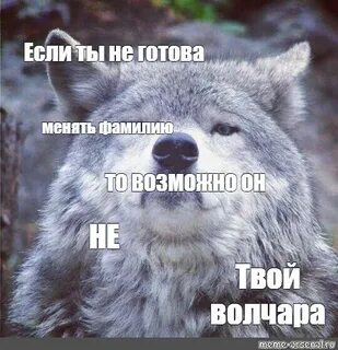 Волк бочка