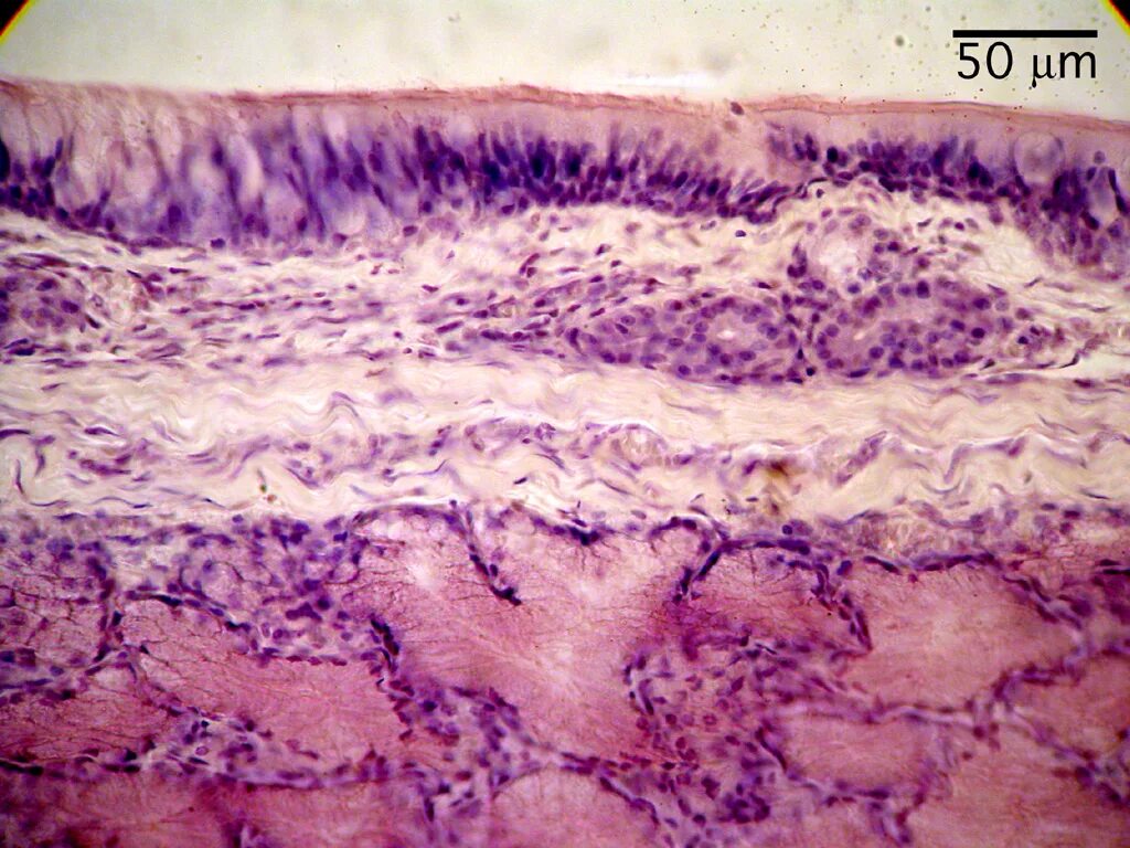 Мягкое небо гистология препарат. Твердое небо гистология. Брыжейка гистология препарат. Твердое небо гистология. Собственная пластинка слизистой оболочки.
