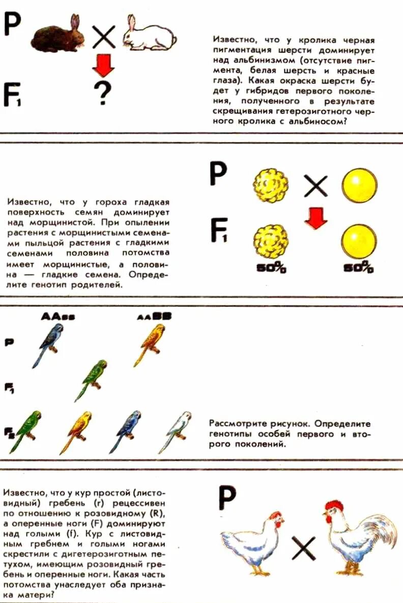 Известно что у гороха гладкая поверхность