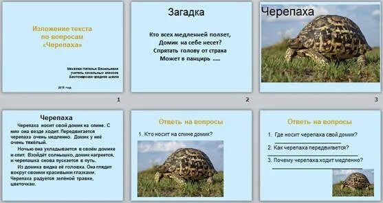 Загадки о черепахе для детей 4-5 лет. Загадка про черепаху для детей 6-7 лет. Загадка про черепаху. Загадки про черепах. Загадка сверху кожа снизу тоже