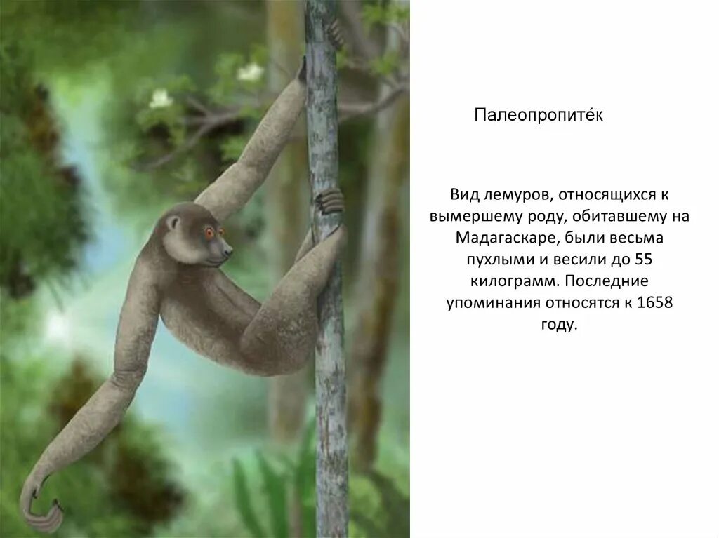 Вымершие лемуры. Гигантская фосса (cryptoprocta spelea). Мадагаскарский ленивец. Палеопропитеки. Палеопропитеки.