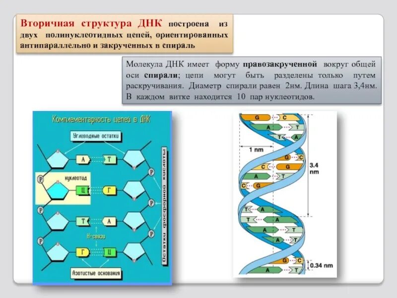 Две спирально закрученные цепи днк. Строение полинуклеотидной цепочки днк. строение цепей днк из 2 полинуклеотидных цепей. вторичная структура днк. стуткруа вторичная днк.