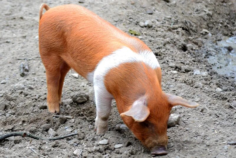 рыжий поросенок. рыжий хряк. поросята породы дюрок. рыжий хряк. красные свиньи порода.