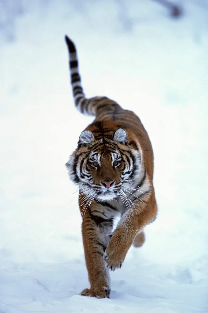 Пробуждение тигра. Уссурийский тигр. Картинки тигров. Тигр в прыжке. Тигрята.