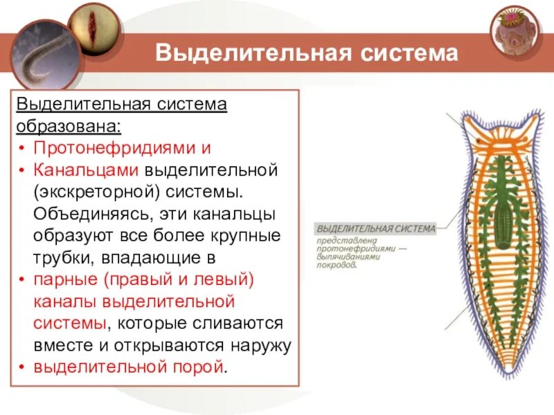 Выделительные трубочки червей. Плоские черви протонефридии. Протонефридии у планарии. Тип выделительной системы у плоских червей. Выделительные трубочки протонефридии.