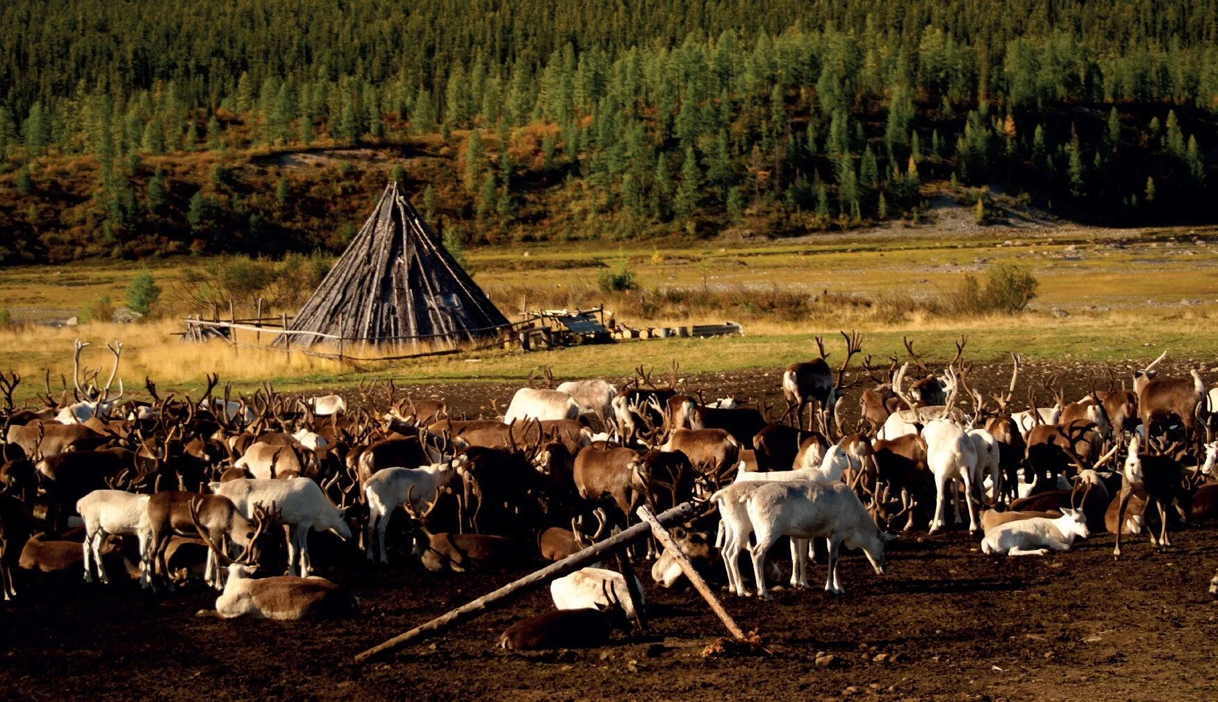 Эвенки Восточной Сибири. Коренные народы Эвенкии. Сибирские эвенки. Эвенки оленеводство. Народы средней сибири