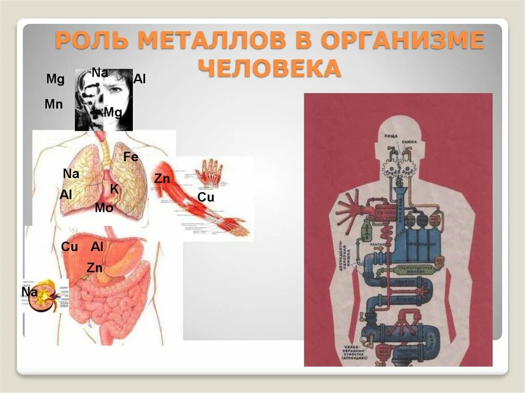 Металлы в организме человека. Металлы в человеческом организме. Роль металлов в организме человека. Элементы металлы в организме человека.