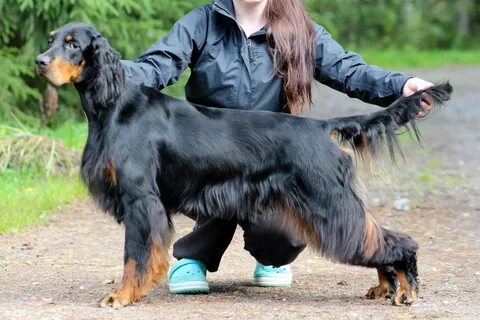 Шотландский сеттер