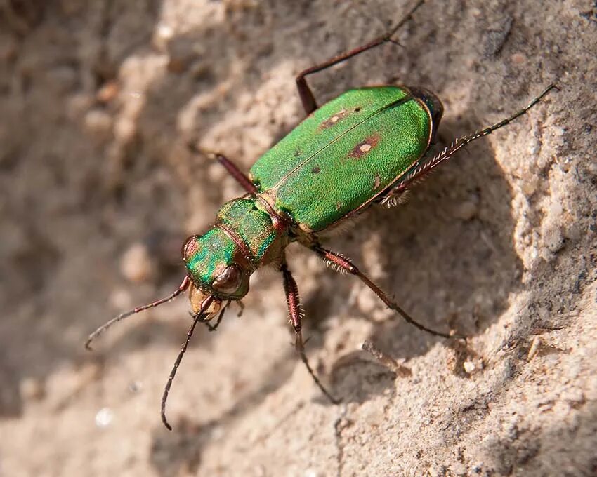 Жук скакун полевой. Cicindela Campestris. Скакун германский Жук. Скакун Луговой.