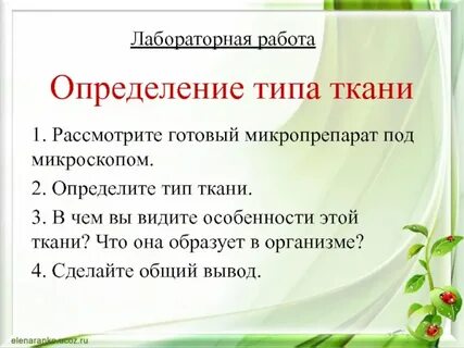 Лабораторная работа строение растительных тканей 6 класс