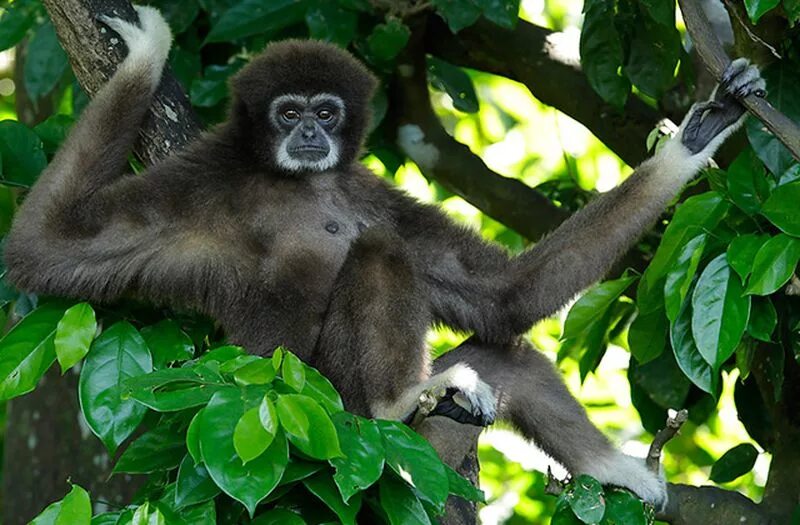 Громогласный гиббон с острова суматра. Обезьяна гиббон. Смешной гиббон. Гиббон сиаманг. Белобородый гиббон.