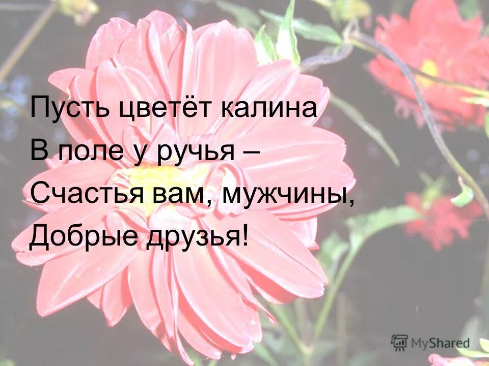 красивые пожелания с ромашками. весенние цветы афоризмы. открытки с пожеланиями. пожелания пусть все мечты сбываются. цветут цветы текст.