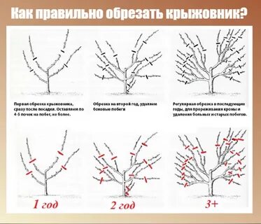 Как правильно подрезать крыжовник