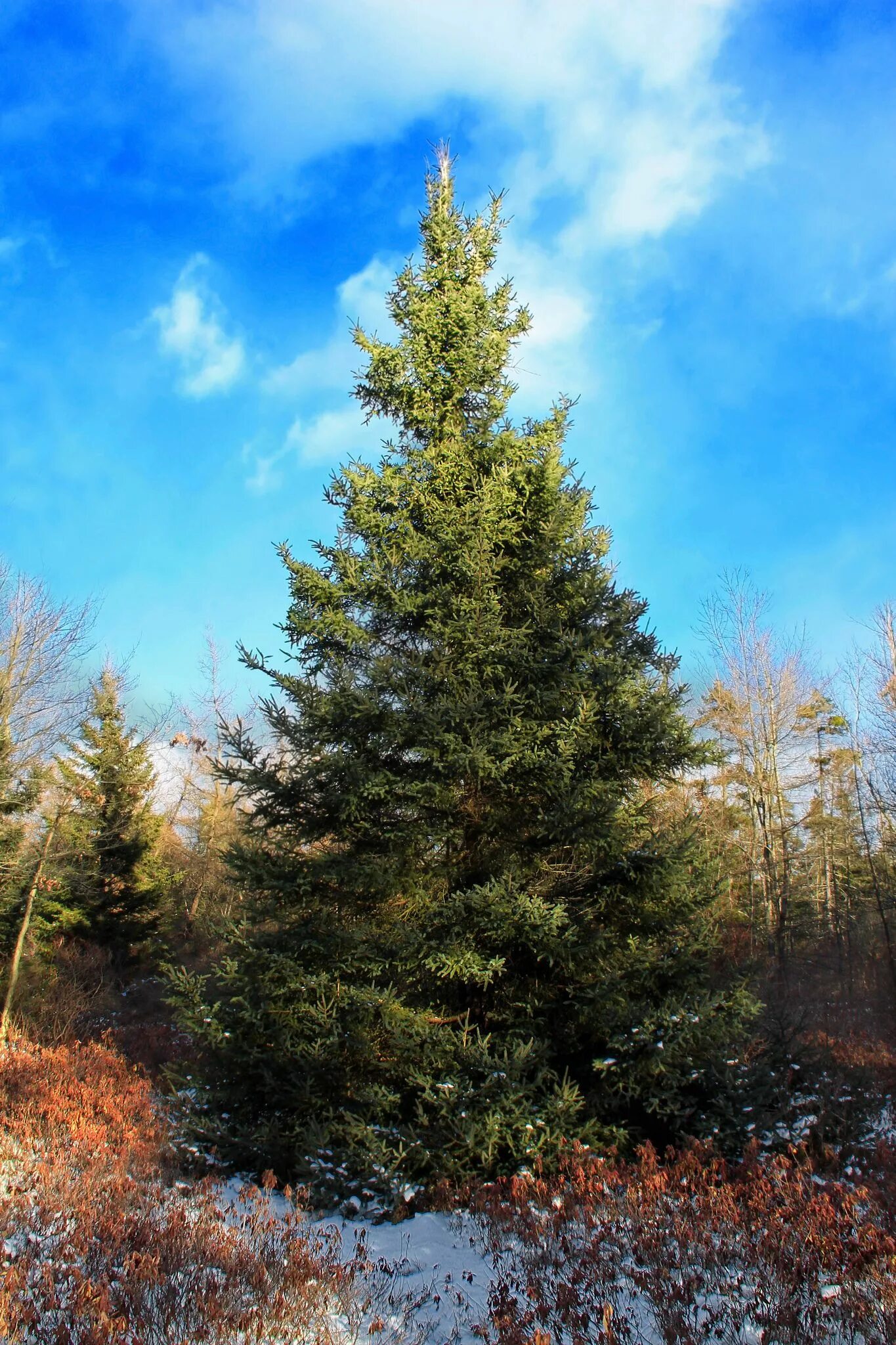 Ель черная Picea Mariana. Ель черная (Picea Mariana) Nana. Пихта канадская Спрус. Спрус – канадская черная ель.