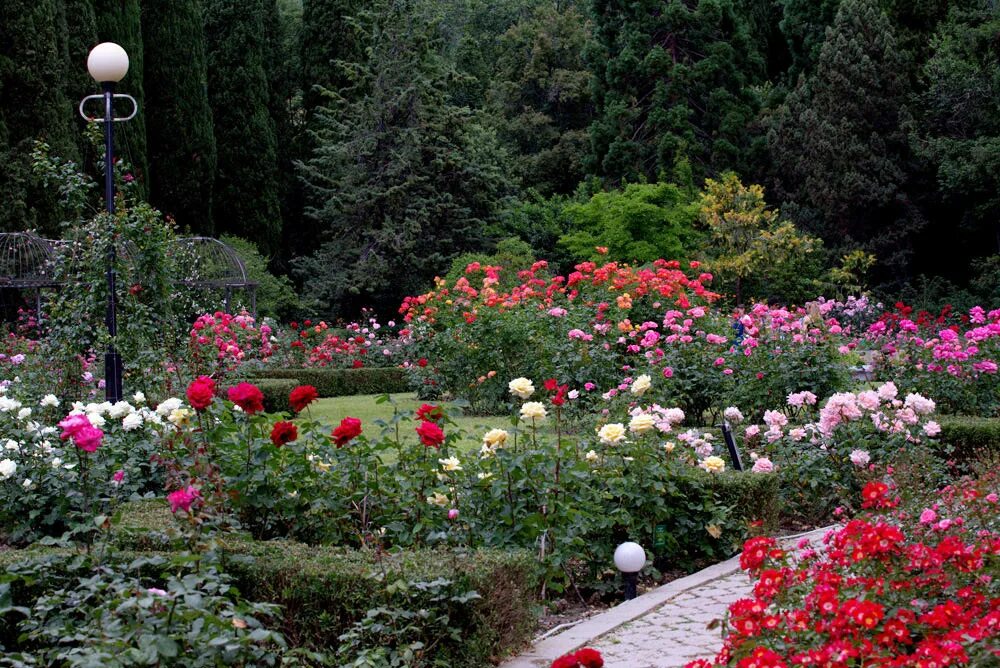 Голубой сад роз. Никитский Ботанический сад бал роз. Ботанический сад Цицина розарий. Никитский Ботанический сад розы. Никитский Ботанический розарий.