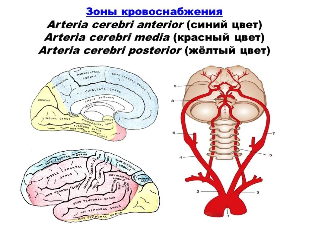 Зоны кровоснабжения мозга. Кровоснабжение(зоны кровоснабжения) мозжечка. зоны кровоснабжение головного мозга схема. бассейны кровоснабжения мозга. arteria cerebri anterior кровоснабжение.