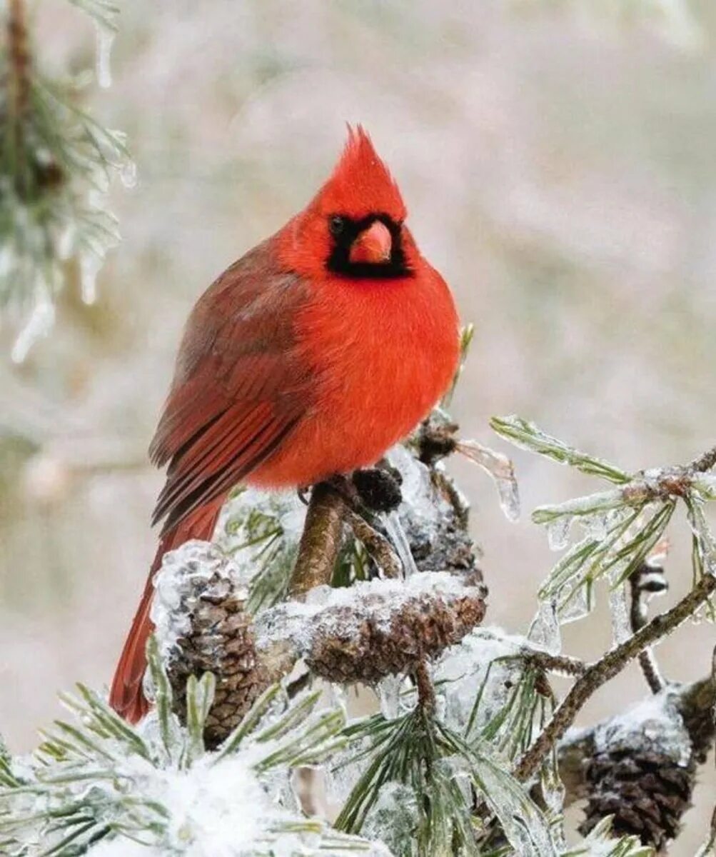 Красный хохлатый Кардинал. Виргинский Кардинал. Виргинский Кардинал птица. Птица красный Северный Кардинал.