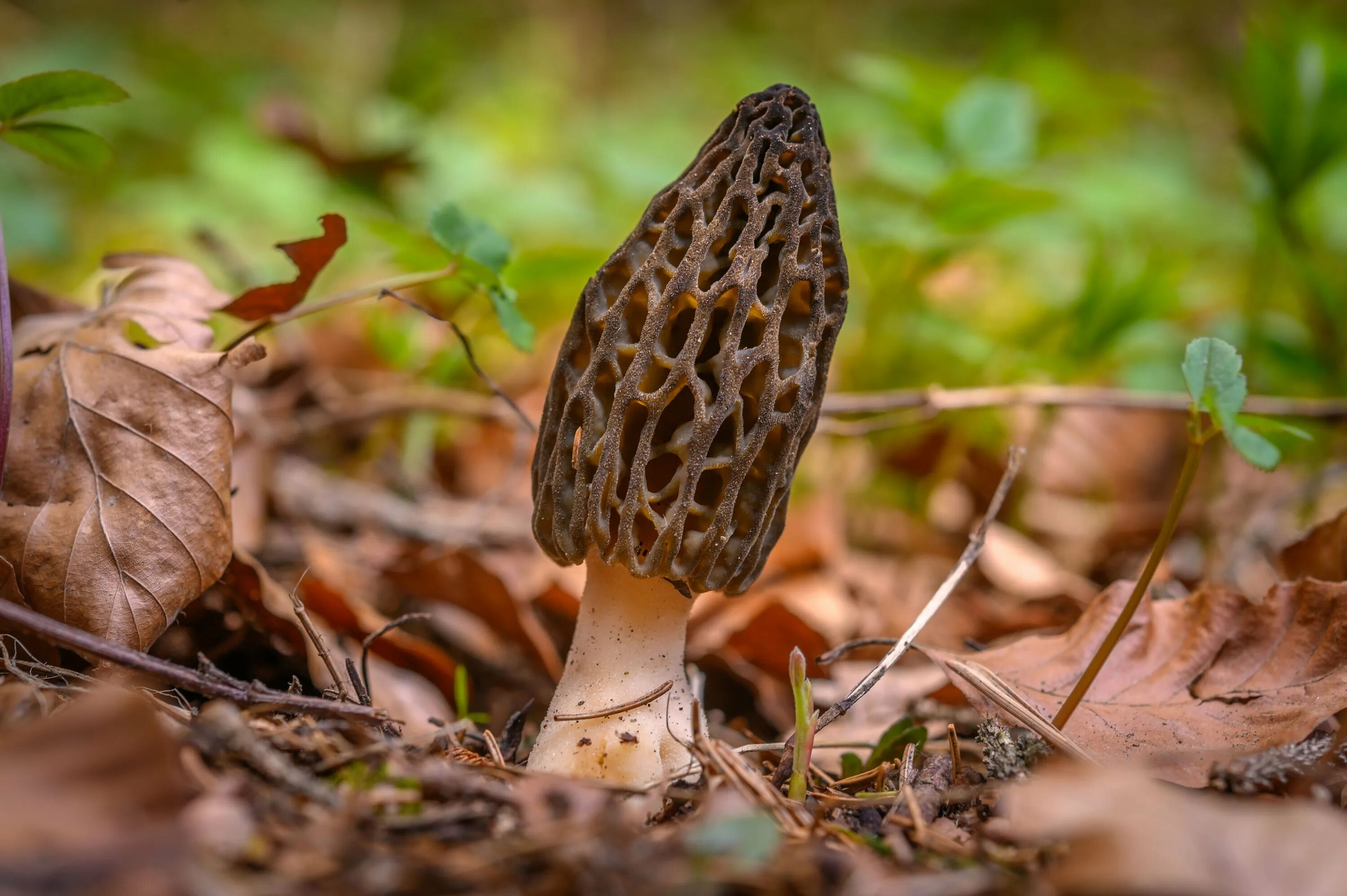 Сморчки в подмосковье 2024. Сморчки. Сморчки Лесные. Morchella PURPURASCENS. Сморчки в Подмосковье.