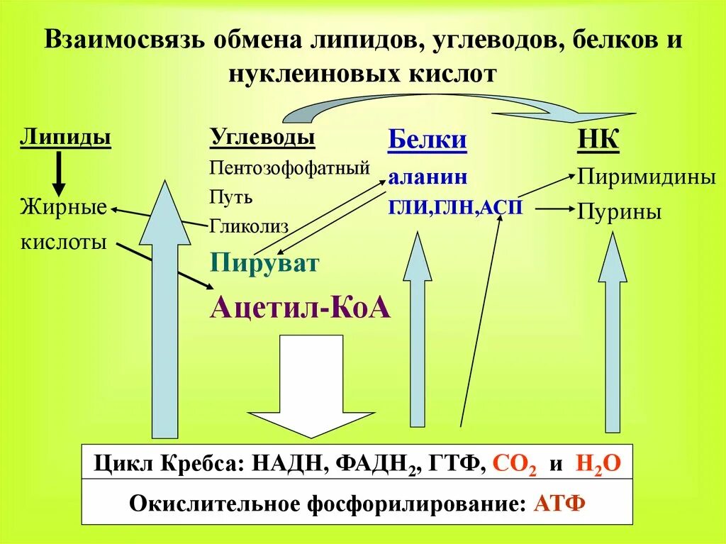 Обмен жиров белков углеводов воды. Взаимосвязь обмена углеводов, липидов и белков.. Взаимосвязь метаболизмов белков, углеводов и липидов.. Схема обмена веществ белков жиров и углеводов. Взаимосвязь углеводного и белкового обменов.