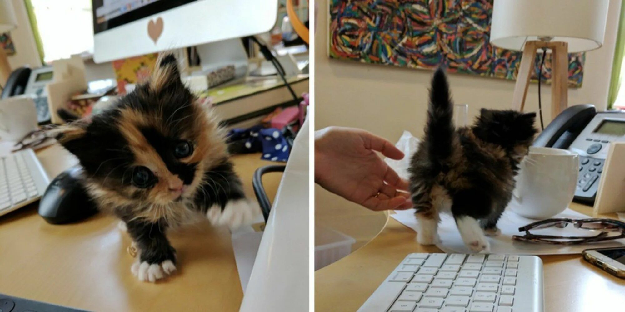 Как оставить котенка