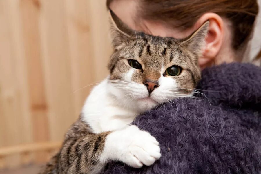 Кот ластится. Ласковая кошка. ласковый котик. кошка ласкается к хозяину.