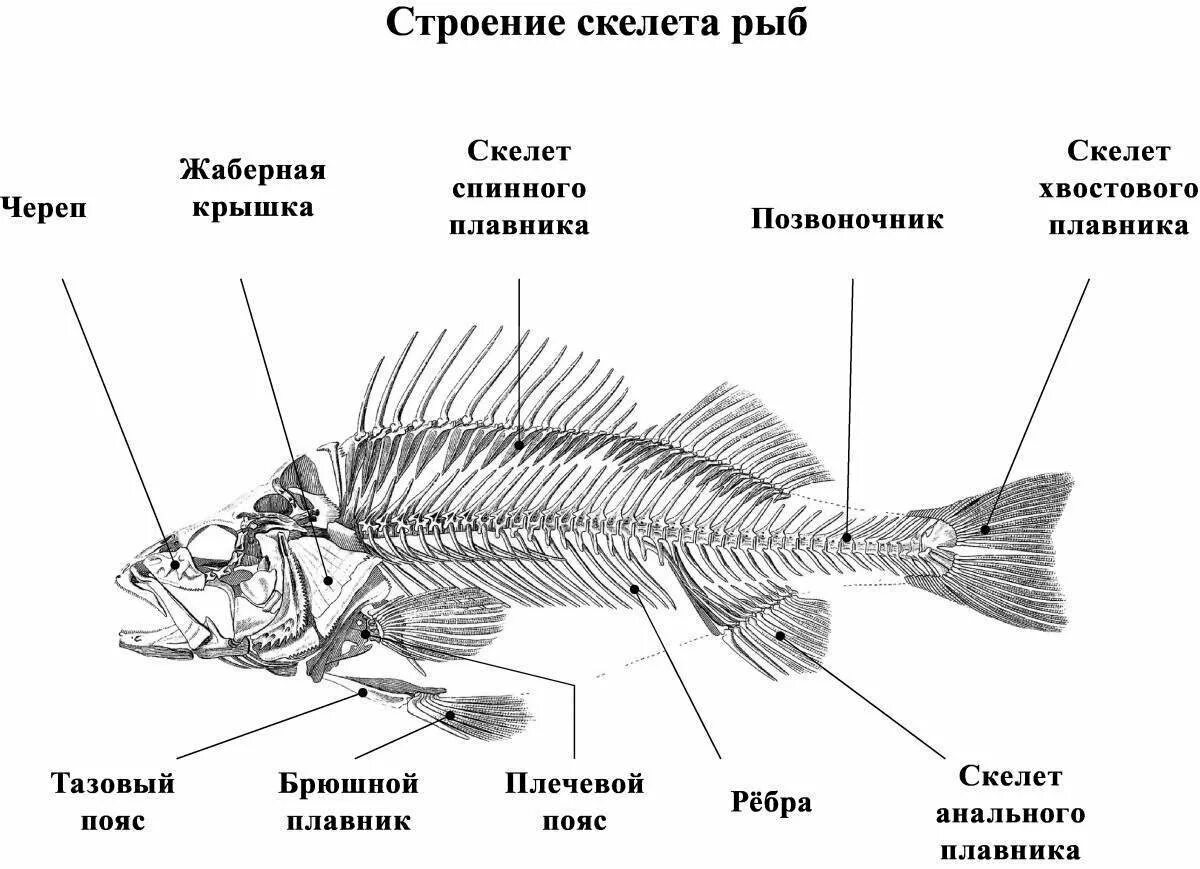 Внутреннее строение костистой рыбы схема. Строение скелета рыбы схема. Схема внешнего строения рыбы. Схема строения скелета и внутреннее строение рыбы.