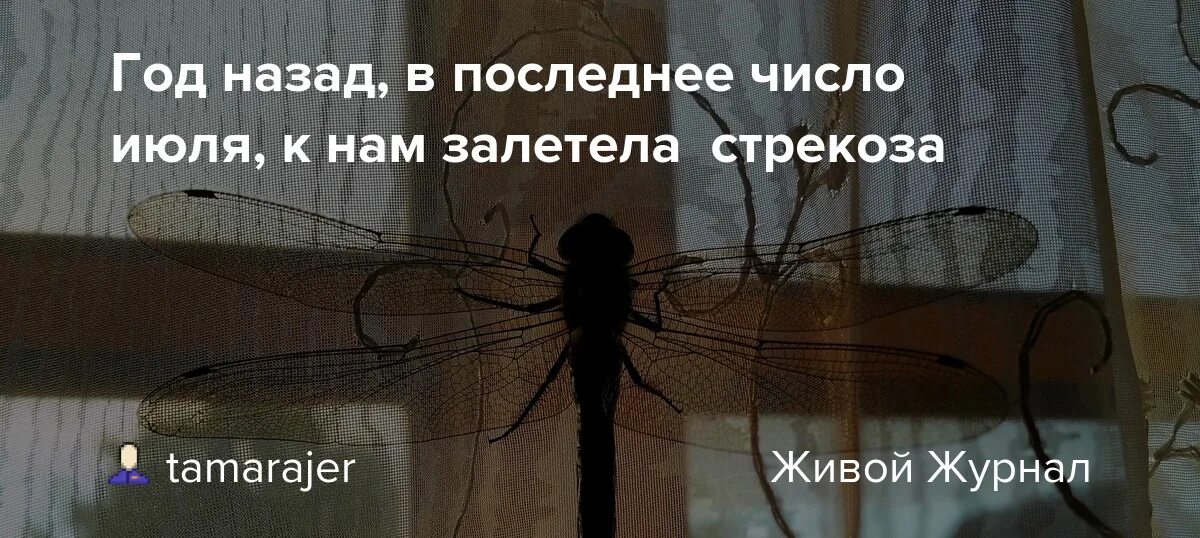 Стрекоза села на человека. Птички ударились в окно и улетели. Стрекоза примета. Стрекоза залетела в окно примета. Птица в стекло ударилась и улетела примета.