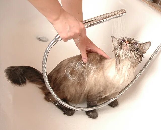 Как мыт кошку. Помывка кошки. кошки длинношерстные моются. мойка кота. мытье кошек в салоне.