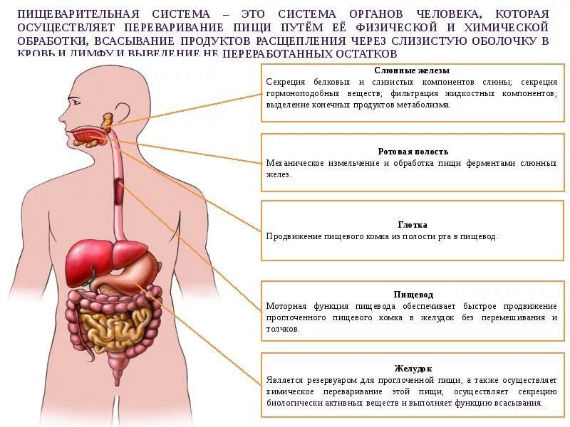 Органы человека и их функции. Систамаорганов человека. Системы органов. Системы организма человека. Системы органов человека человека.