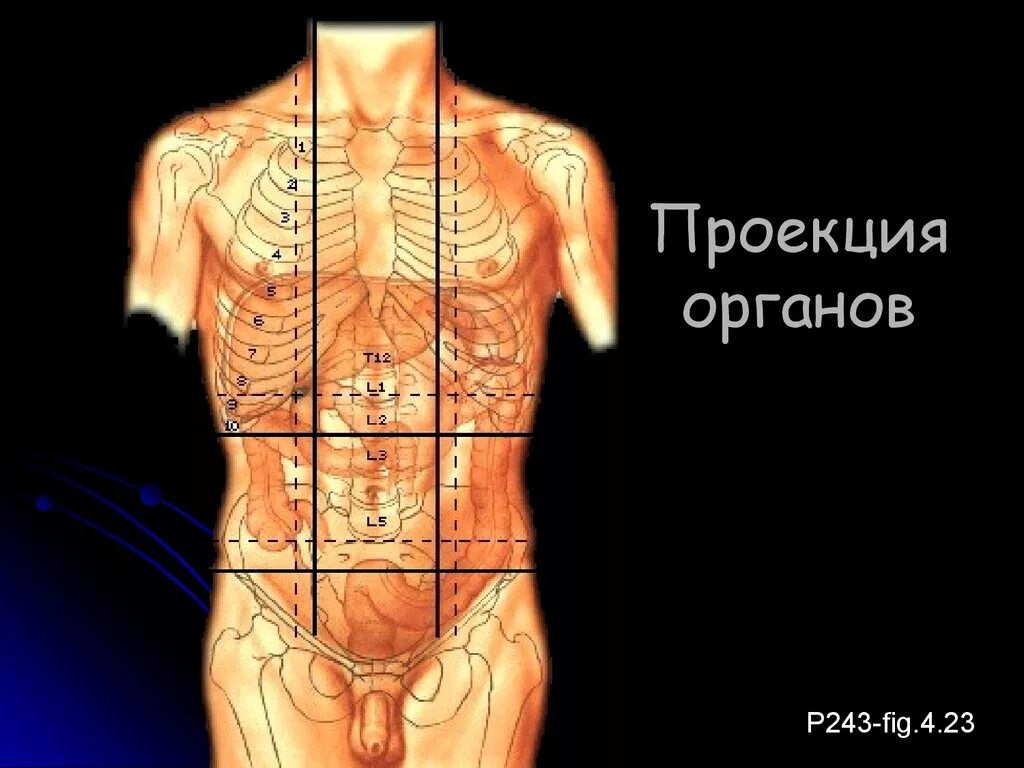 Образование в области живота