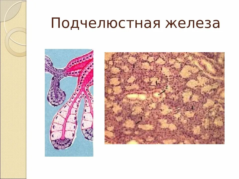 Пищеварительные железы ткани