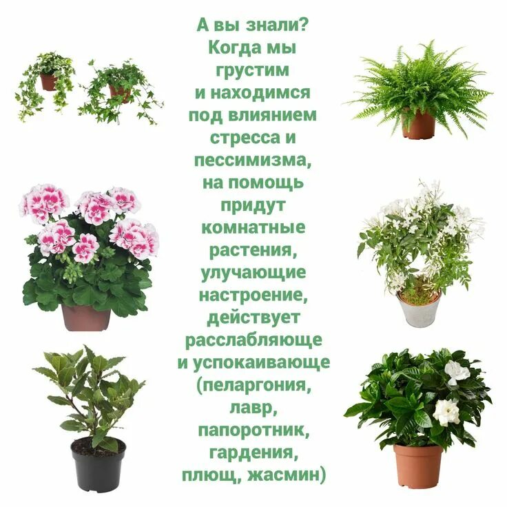 Комнатные растения каталог с фотографиями и названиями: топ самых известных