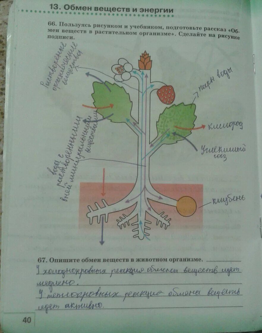 Дыхание растений 6 класс биология рабочая тетрадь. Биология 6 класс рабочая тетрадь Сонин стр 40. Иллюстрации учебника по биологии. Задания по биологии. Конспект по биологии 6.