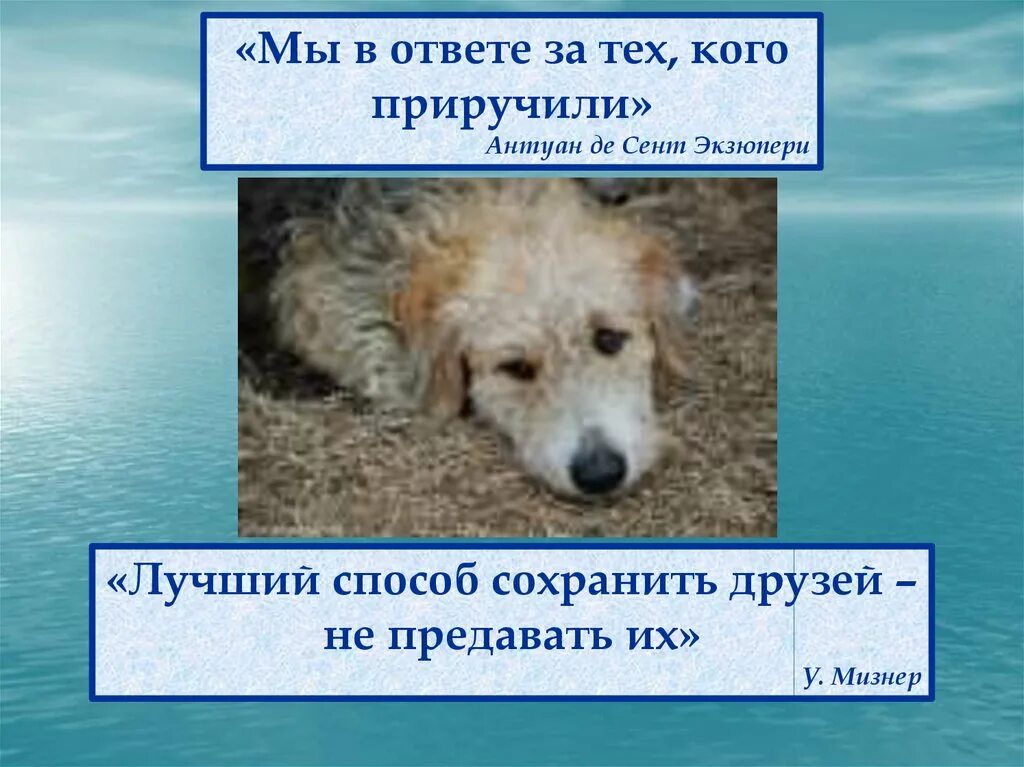 Мы в ответе за тех кого. В ответе за тех кого приручили. Мы в ответе за тех кого приручили.