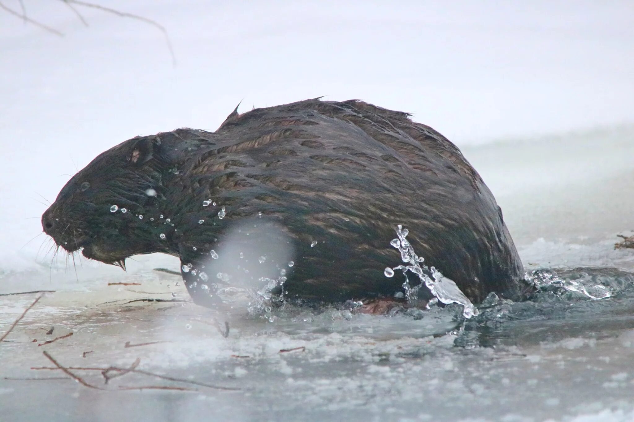 ведущие бюро идей. повелитель бобров. сергей вершинин бобер. программа бобер на сегодня красноярск. впн бобер отзывы.