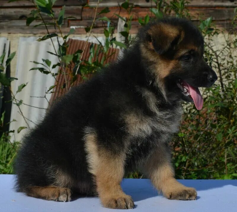 щенки вео в лисках. щенок немецкой овчарки 2 года. матрикс де ла мадонина немецкая овчарка. сибирская овчарка щенок. на авито щенки овчарки чебоксары.