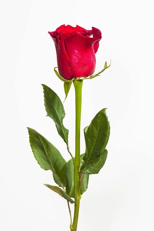 Adidas rose баскетбольные. Стебель розы. Rose 1. Rose 1. Стебель розы.