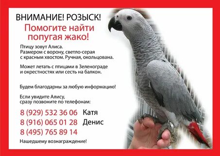 Жако сделать заказ тольятти