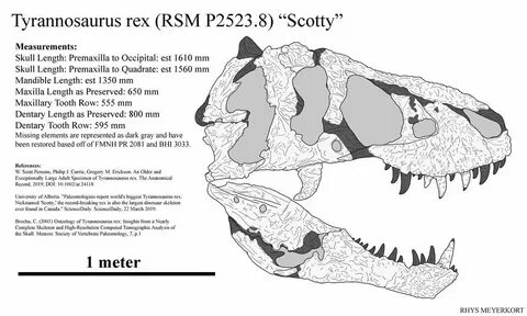 Кроссовки T Rex (65 фото) .