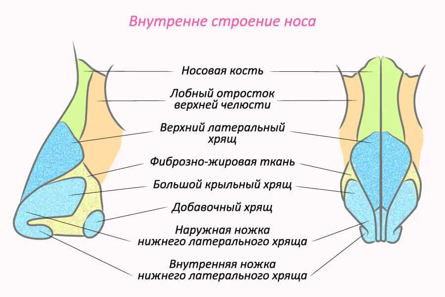 Строение наружного носа. Анатомия наружного носа хрящи носа. Строение наружного носа и полости носа. Нос строение анатомия внутри. Строение носовой полости наружного носа.