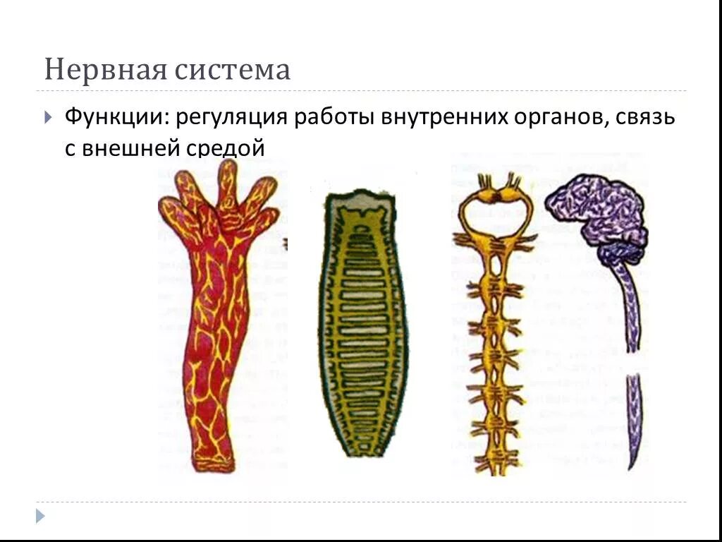 Представители трубчатой нервной системы. Трубчатая нервная система у животных. Трубчатая нервная система позвоночных. Трубчатая нервная система рисунок. Типы нервной системы Узловая трубчатая.