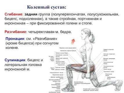 Разгибание коленного сустава