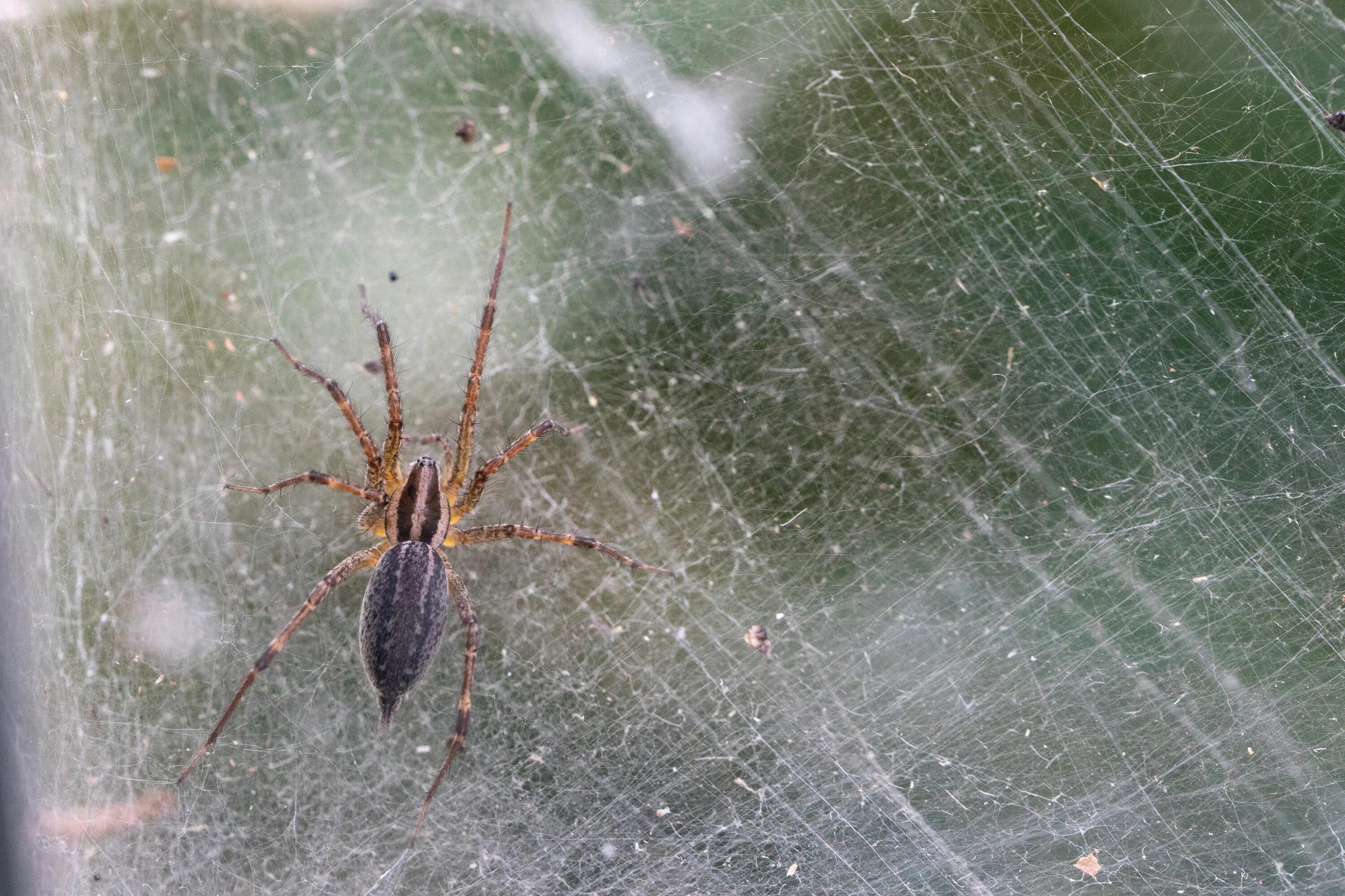 Увидеть паука днем. Прыгающие пауки дома. Arachnidae. Grass Spider. Паук спускается сверху вниз к чему это.