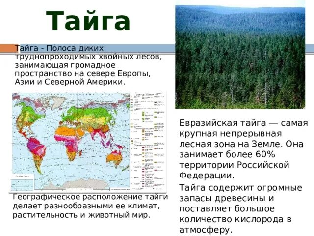 Климат зон хвойных лесов. Леса России Тайга на карте. Географическое положение тайги. Тайга природная зона. Расположение зоны тайги.