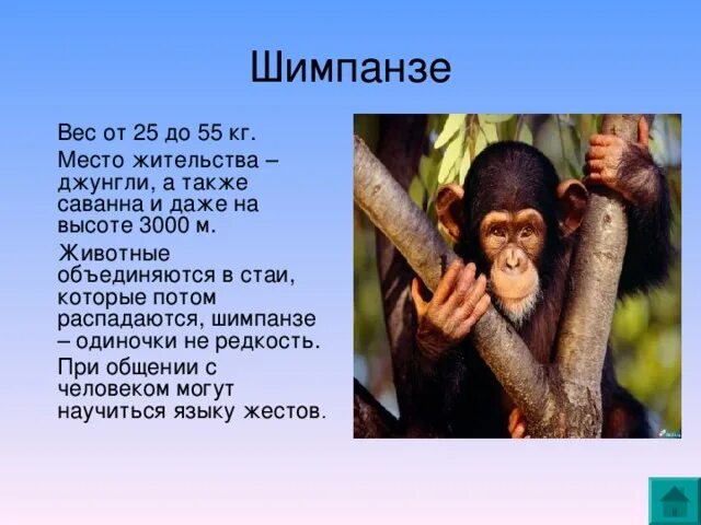 Вес обезьяны. Шимпанзе вес. Вес взрослого шимпанзе. Шимпанзе характеристика. Шимпанзе рост и вес.