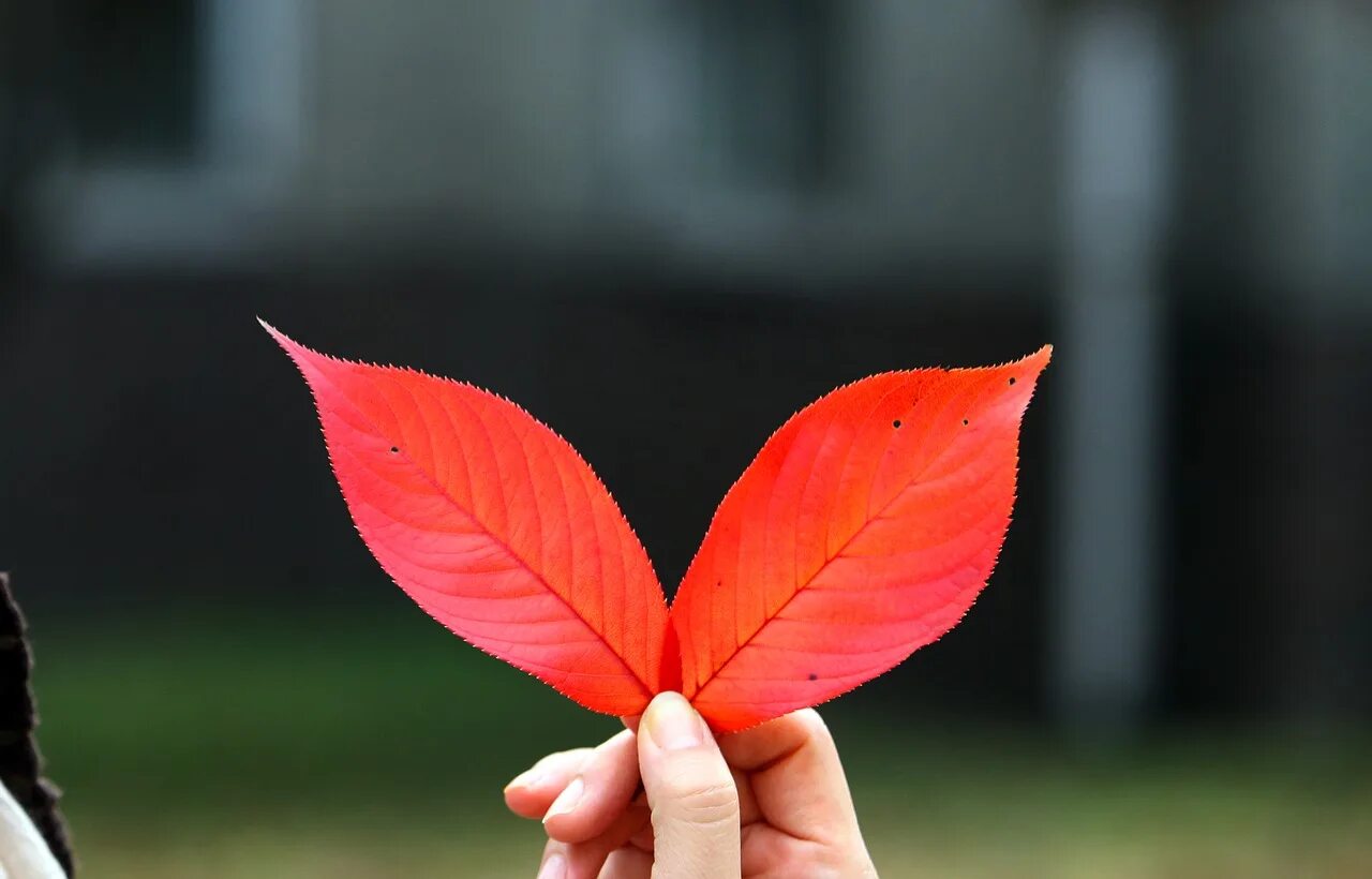Листьев в колпаке. Осенние листья. Осенний красный лист на руках. Сердце из листьев. Лист в руке.
