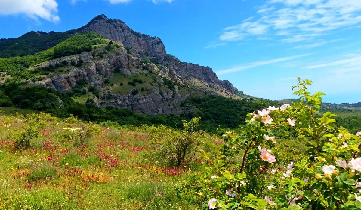 Природный мир крыма. Растительность горного Крыма. Горные растения Крыма. Растительность Южного берега Крыма.