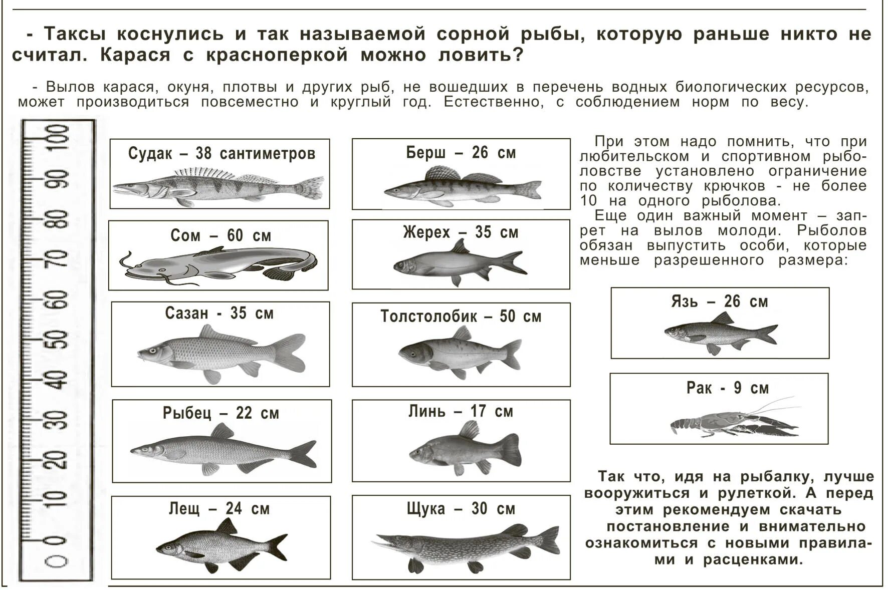 Какую рыбу можно ловить. Таблица допустимых размеров рыбы. Таблица размеров допустимый пойманной рыбы. Допустимые Размеры рыбы для Любительской рыбалки. Таблица размера разрешенной рыбы.