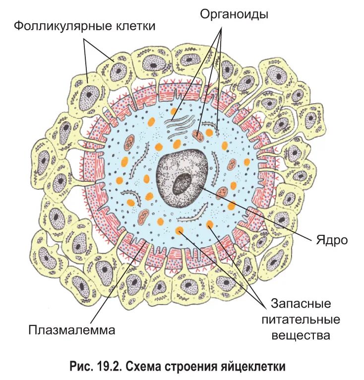 клетка обеспечивающая половое. клетка обеспечивающая половое. различные клетки человеческого организма. клетка обеспечивающая половое. клетка обеспечивающая половое.